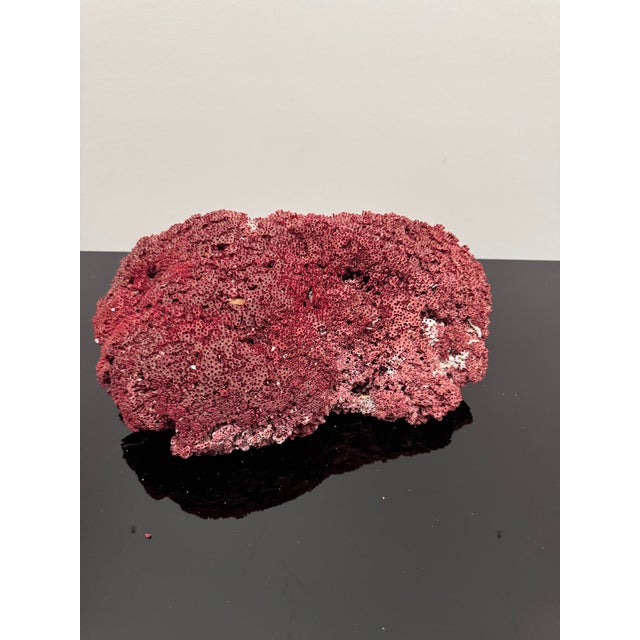 Large Specimen of Red Pipe Organ Coral For Sale - Image 4 of 9