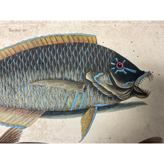 Mark Catesby Engraving, "Puddingwife Wrasse and Carolina Whiting Fish" For Sale - Image 9 of 11