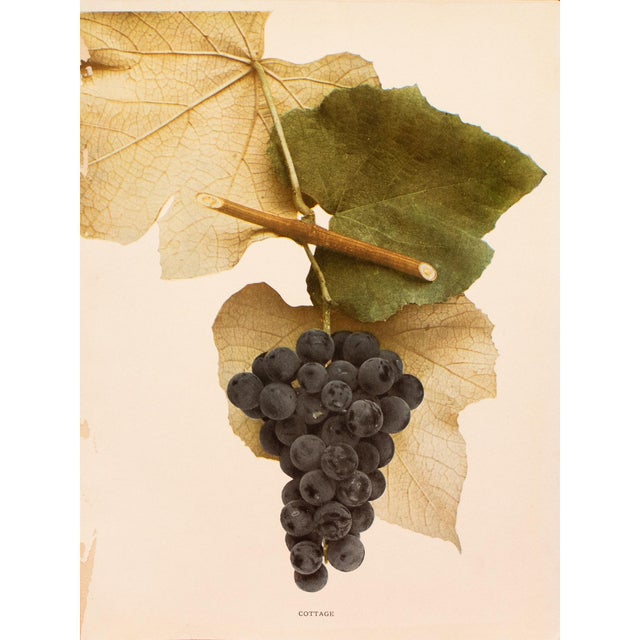 1900s U. P. Hedrick, Original Antique Photogravure of Cottage Grapes For Sale In Dallas - Image 6 of 6