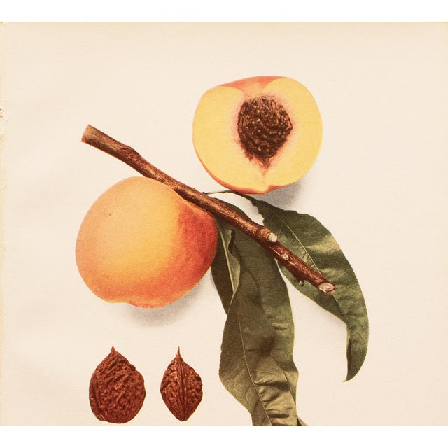 Farmhouse 1900s U. P. Hedrick, Original Antique Photogravure of Wheatland Peaches For Sale - Image 3 of 7