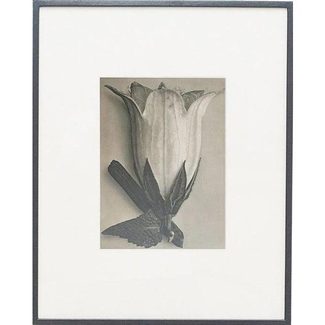 Karl Blossfeldt, Black and White Botanical Image, 1942, Photogravure, Framed For Sale - Image 14 of 14