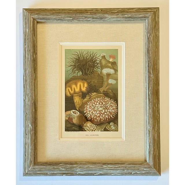 Sea Anemone Marine Animals, Framed Antique Original Print 1885 For Sale - Image 4 of 4