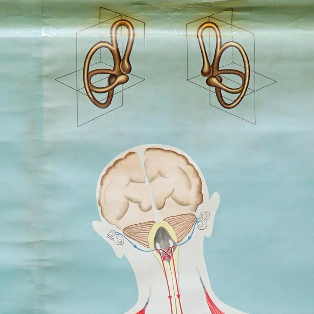 Sense of Hearing and Balance Equilibrum Wall Chart Medical Poster For Sale - Image 4 of 9