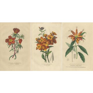 Drapiez, Flowers, Hand-Colored Engravings, 1845, Set of 3 For Sale