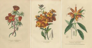 Drapiez, Flowers, Hand-Colored Engravings, 1845, Set of 3