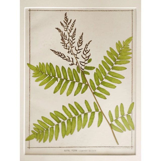 English Antique 1885 English Chromolithograph Ferns - a Pair For Sale - Image 3 of 6