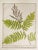 English Antique 1885 English Chromolithograph Ferns - a Pair For Sale - Image 3 of 6