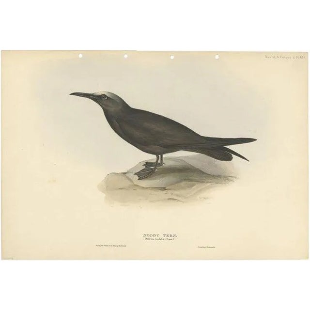 John Gould, Graceful Noddy Tern, 1832, Paper For Sale