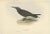 John Gould, Graceful Noddy Tern, 1832, Paper For Sale