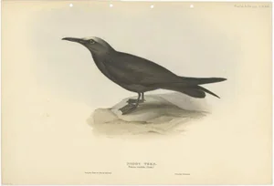 John Gould, Graceful Noddy Tern, 1832, Paper