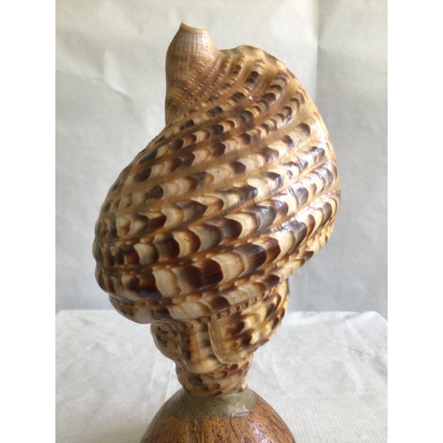 Brown 1940s Triton Conch Shell Lamp On Coconut Base For Sale - Image 8 of 10