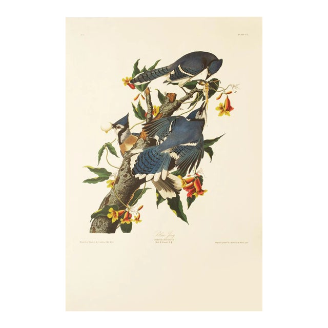 1990s Blue Jay After Audubon, Large American Classical Print For Sale