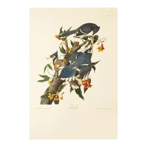 1990s Blue Jay After Audubon, Large American Classical Print