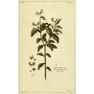 Antique Engraving - Lonicera Cœrulea, 1773 For Sale