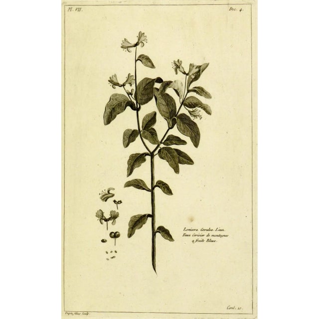 Antique Engraving - Lonicera Cœrulea, 1773 For Sale