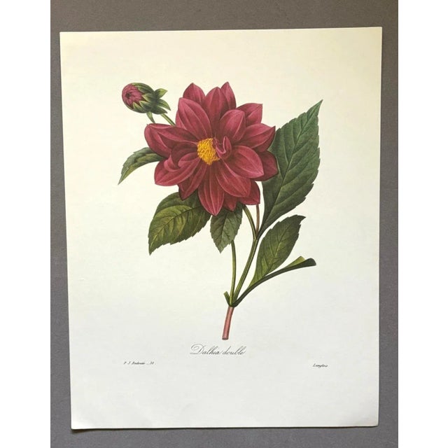 Up for sale is this gorgeous vintage print by PJ Redoute, one of several we are currently listing. With a sheet size of...