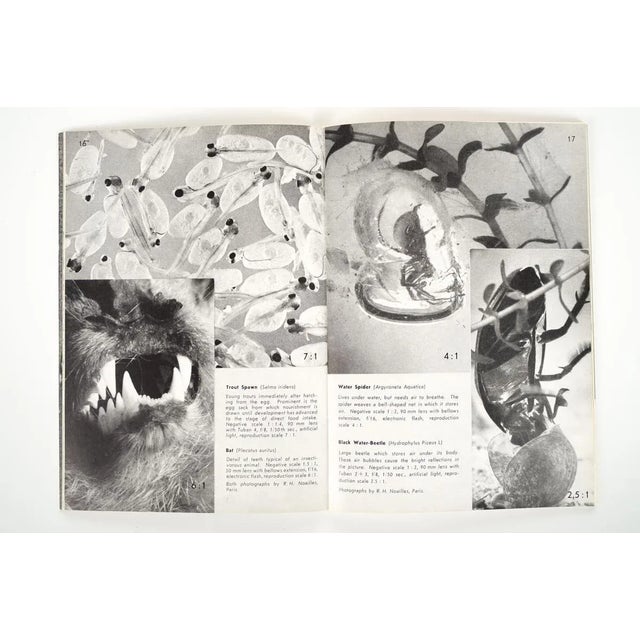 Macro & Micro Photography For Sale - Image 4 of 10