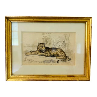 Late 19th Century Antique Jaguar Original Print For Sale