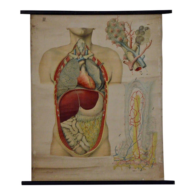 Vintage Swedish E. Hoelemann Antique Anatomical Chart For Sale