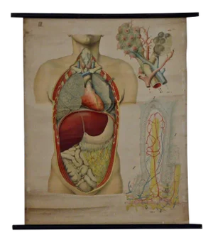 Vintage Swedish E. Hoelemann Antique Anatomical Chart