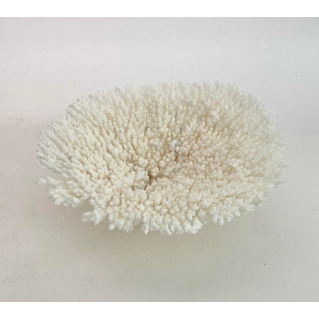 Chinoiserie Natural White Table Coral Specimen Coastal Decor For Sale - Image 3 of 9