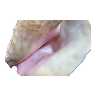 Large Conch Shell 7" X 8"" Nautical Decor Sea Shell Ocean Beach Pink White. For Sale