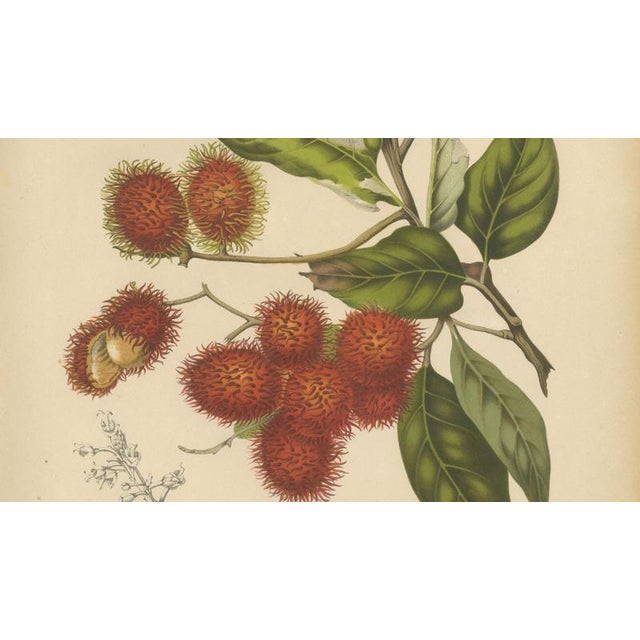 Berthe Hoola van Nooten, Rambutan, 1880, Chromolithograph For Sale - Image 6 of 9