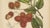 Berthe Hoola van Nooten, Rambutan, 1880, Chromolithograph For Sale - Image 6 of 9