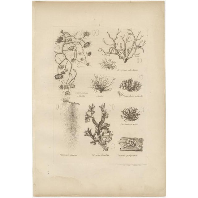 Paper Otto Müller & G. Pabst, Botanical Prints, Germany, 1874, Lithographs on Paper, Set of 6 For Sale - Image 7 of 14