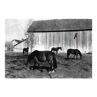 1982 Equestrian Photograph Issaquah Washington For Sale