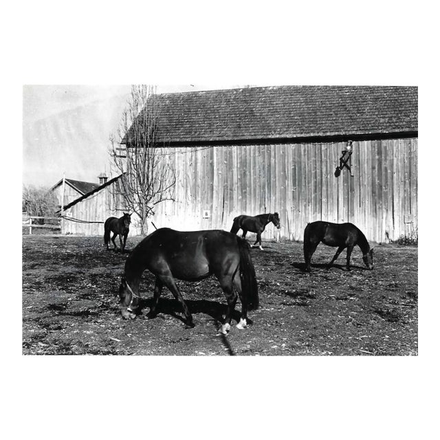 1982 Equestrian Photograph Issaquah Washington For Sale