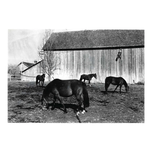 1982 Equestrian Photograph Issaquah Washington