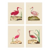 Large Pink Martinet Shore Bird Giclee Reproductions Prints - Set of 4 For Sale