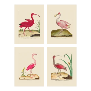 Large Pink Martinet Shore Bird Giclee Reproductions Prints - Set of 4