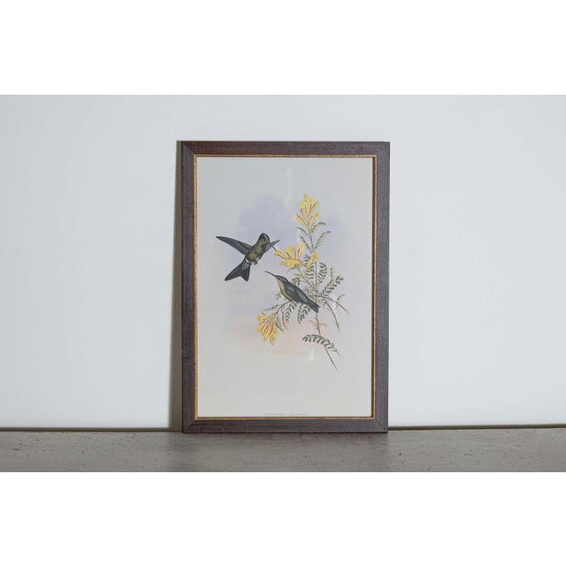 Mr John Gould's tropical framed Bird prints 1955 taken from his limited edition of 1000. The most celebrated British...