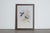 Mr John Gould's tropical framed Bird prints 1955 taken from his limited edition of 1000. The most celebrated British...