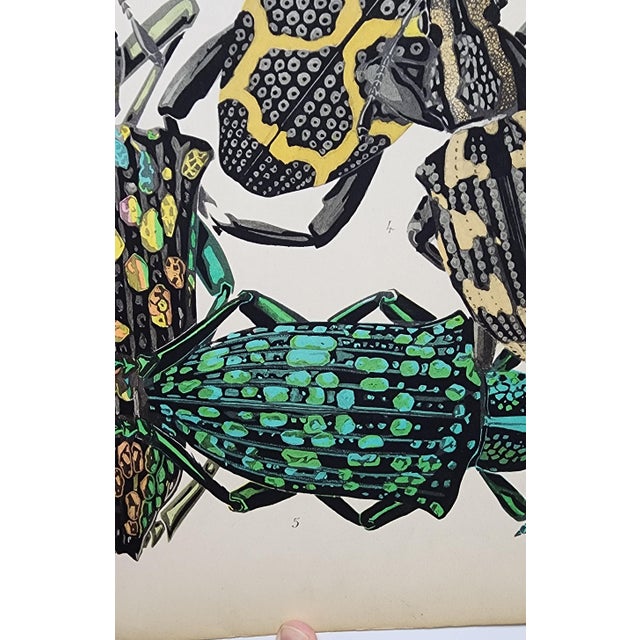 Original Seguy Insect From 1924 Antique Pochoir Plate #14 For Sale - Image 10 of 12