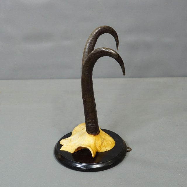 Antique Set of Six Chamois Trophies on Turned Plaques, Germany ca. 1900 Antique set of six great chamois (Rupicapra...