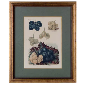 Muscadine, Muscat Variety Grapes, Color Lithograph c1891