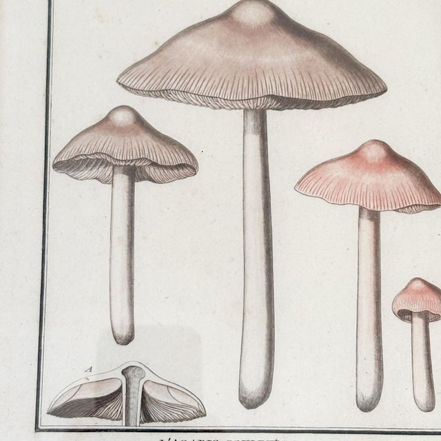 This rare hand-tinted etched illustration from a French botany collection of mycology is nothing short of extraordinary....