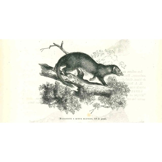 Mangouste A Queue Blanche is a lithograph on ivory-colored paper, realized by Paul Gervais (1816-1879). The artwork is...