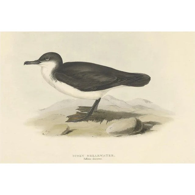 Early 19th Century J. Gould, Dusky Shearwater Seabird, 1832, Paper For Sale - Image 5 of 5