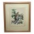 1950s Song Thrush Watercolour by Charles F. Tunnicliffe For Sale