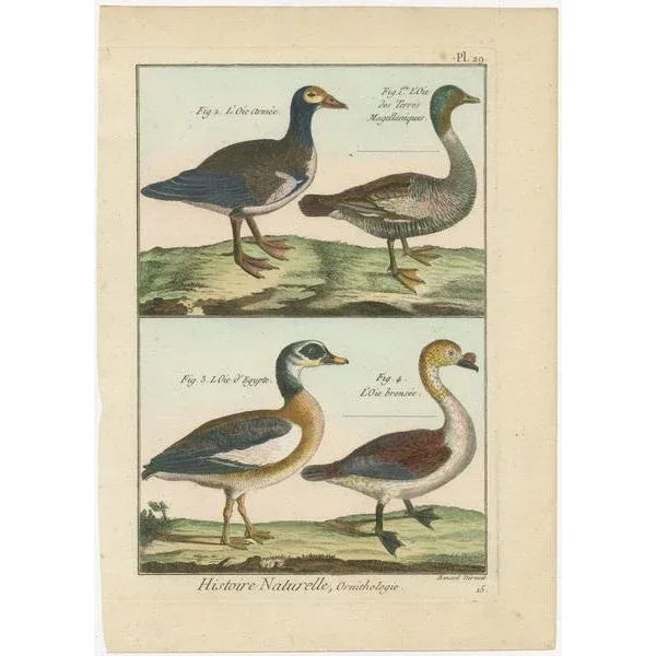 An authentic, perfect and bright, originally hand-colored, illustration of 4 Geese on parchment paper (copper engraving)....