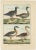 An authentic, perfect and bright, originally hand-colored, illustration of 4 Geese on parchment paper (copper engraving)....