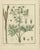 Fools Parsley and Red Campion and Field Eryngo, 1819, Paper, Set of 3 For Sale - Image 4 of 6