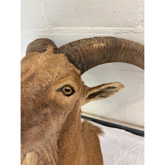 Vintage Taxidermy Aoudad (Barbary Sheep) Shoulder Mount For Sale In Oklahoma City - Image 6 of 9