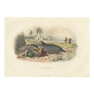 After Édouard Traviès, The Common Dolphin, 1840, Hand-Colored Engraving For Sale