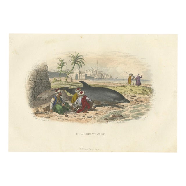 After Édouard Traviès, The Common Dolphin, 1840, Hand-Colored Engraving For Sale