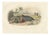 After Édouard Traviès, The Common Dolphin, 1840, Hand-Colored Engraving For Sale